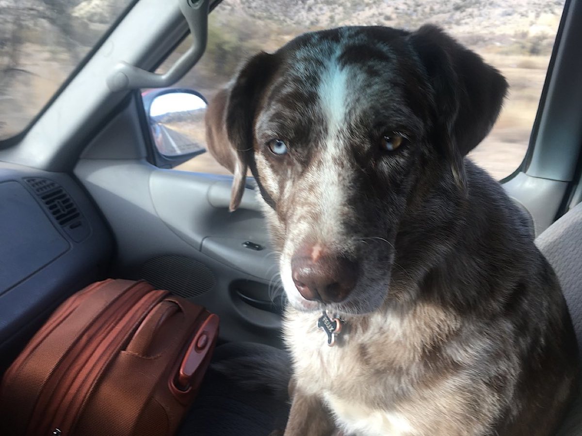 Hund auf dem Beifahrersitz eines Autos neben einem Koffer